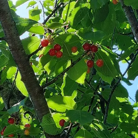 Holiday home La Monta